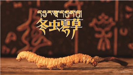 那曲新鮮冬蟲(chóng)夏草什么時(shí)候采挖？